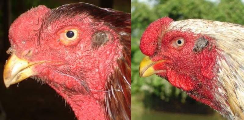 Bí quyết chọn chiến kê mạnh mẽ nhờ đặc điểm ngoại hình