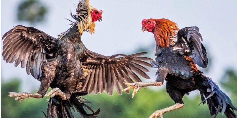 Cách nuôi gà đá tới pin đảm bảo chiến kê không tụt lực