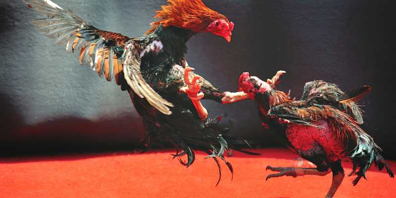 Cách vần gà chọi đóng vai trò quan trọng trong sới đấu