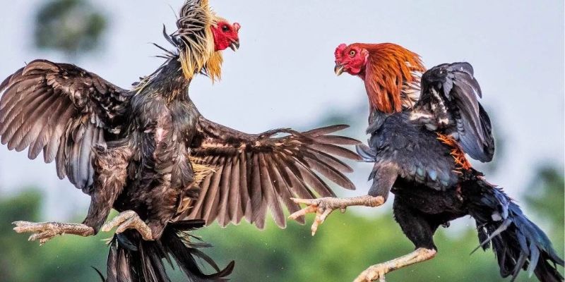 Bí quyết huấn luyện gà chọi đạt phong độ mạnh mẽ nhất