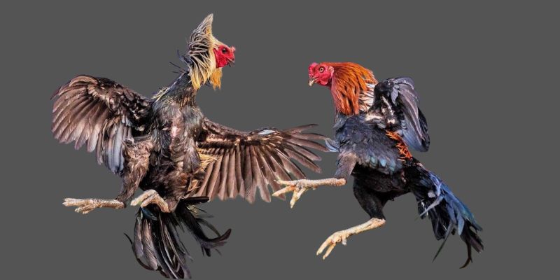 Sở hữu gà chọi đỉnh cao nhờ quan sát dáng chân chuẩn