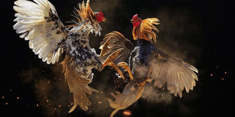Đẳng cấp chiến kê thể hiện qua từng đường nét đôi chân